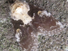 Negritothripa hampsoni