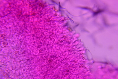 Crepidotus stipitatus