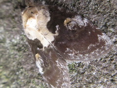 Negritothripa hampsoni