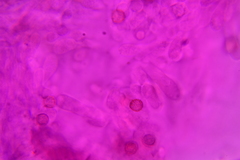 Crepidotus stipitatus