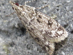 Eudonia puellaris