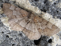 Rikiosatoa grisea