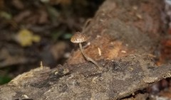 Cystoagaricus hirtosquamulosus