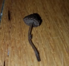 Cystoagaricus hirtosquamulosus