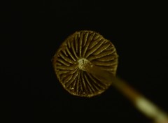 Cystoagaricus hirtosquamulosus