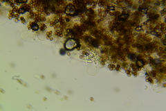 Cystoagaricus hirtosquamulosus