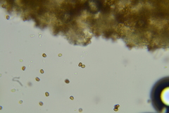 Cystoagaricus hirtosquamulosus