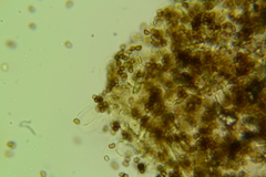 Cystoagaricus hirtosquamulosus