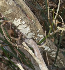 Eichleriella macrospora