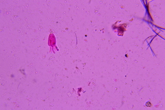 Eichleriella macrospora