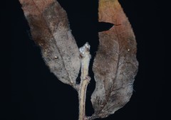 Trichothecium roseum