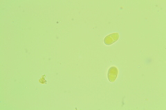 Trichothecium roseum