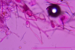 Trichothecium roseum