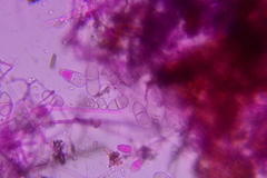 Trichothecium roseum