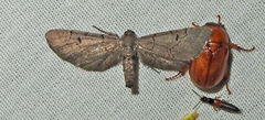 Exelis pyrolaria