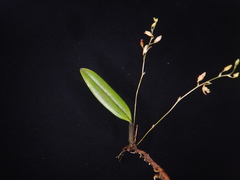 Bulbophyllum cylindrobulbum