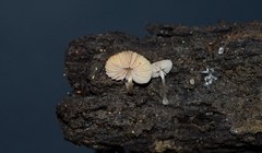Celluloderma