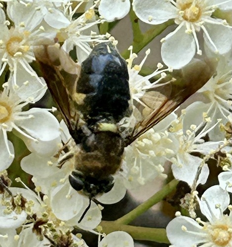 Unknown species found near Westwood Ct, Allen, TX, US