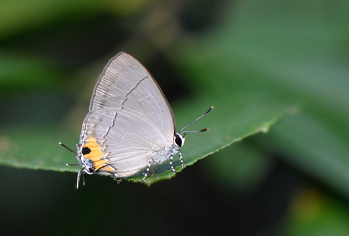 Tajuria isaeus