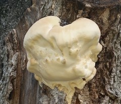 Vanderbylia robiniophila