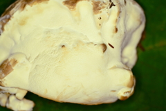 Vanderbylia robiniophila