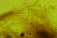 Vanderbylia robiniophila