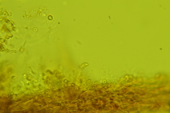 Vanderbylia robiniophila