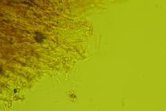 Vanderbylia robiniophila