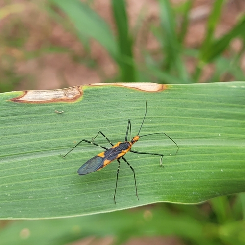 Milkweed Assassin Bug