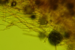 Vanderbylia robiniophila