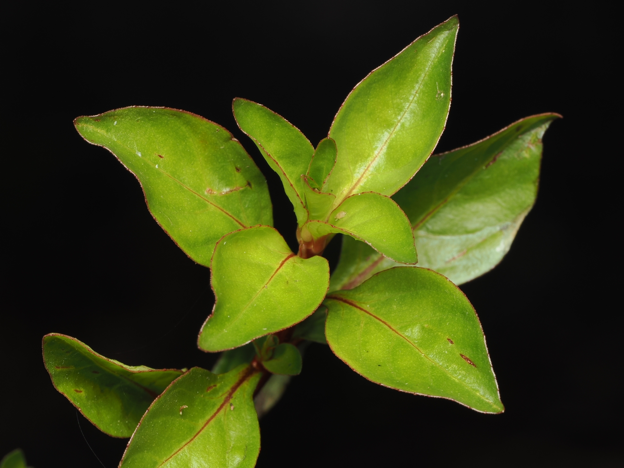 Water Purslane (Ludwigia palustris)