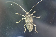 Lagocheirus araneiformis