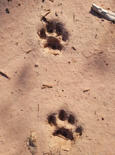 Mountain Lion