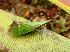 Odontoptera carrenoi