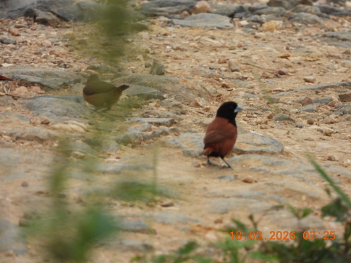 Lonchura atricapilla