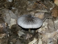 Pluteus deceptivus