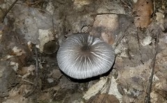 Pluteus deceptivus