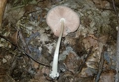 Pluteus deceptivus