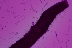 Pluteus deceptivus
