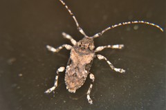 Lagocheirus araneiformis