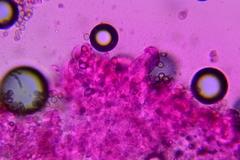 Pluteus deceptivus