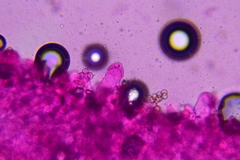 Pluteus deceptivus