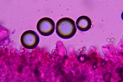 Pluteus deceptivus