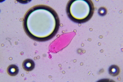 Pluteus deceptivus