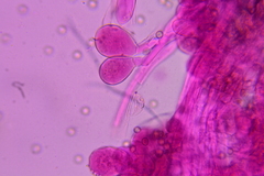 Pluteus deceptivus