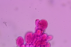 Pluteus deceptivus