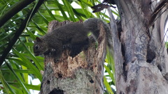 Sciurus aestuans ingrami