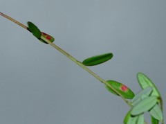 Exobasidium rostrupii