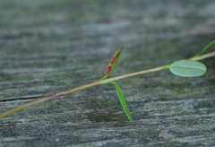 Exobasidium rostrupii