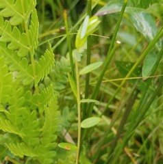 Exobasidium rostrupii